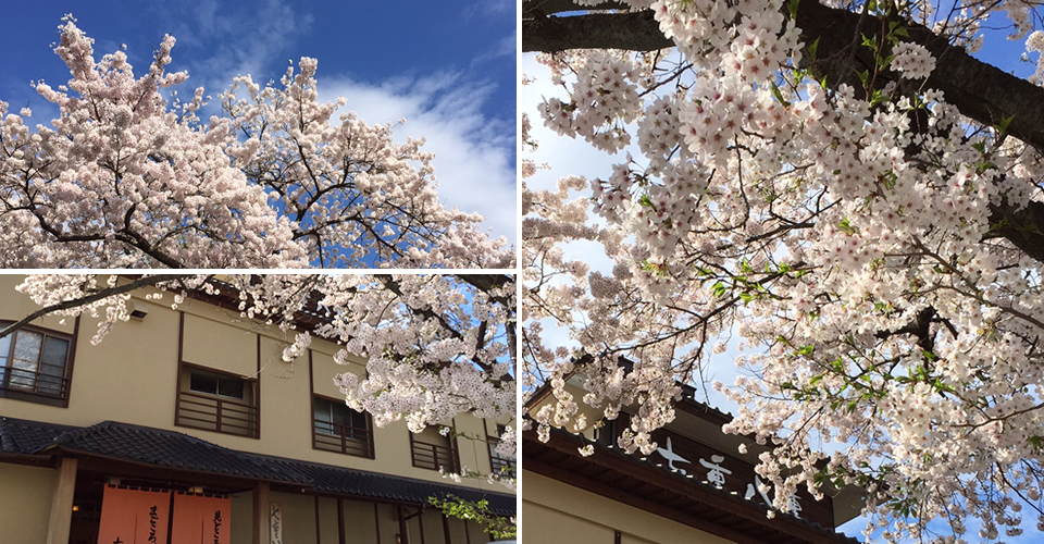 当旅館、七重八重の前にある桜がついに満開となりました。