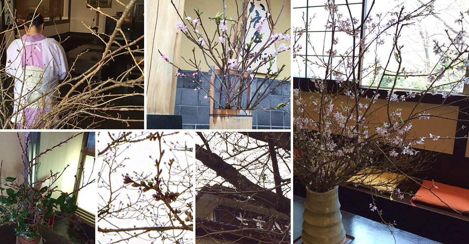 七重八重のロビーに生けた土佐水木（シダレザクラ）が、春の訪れを知らせてくれます。