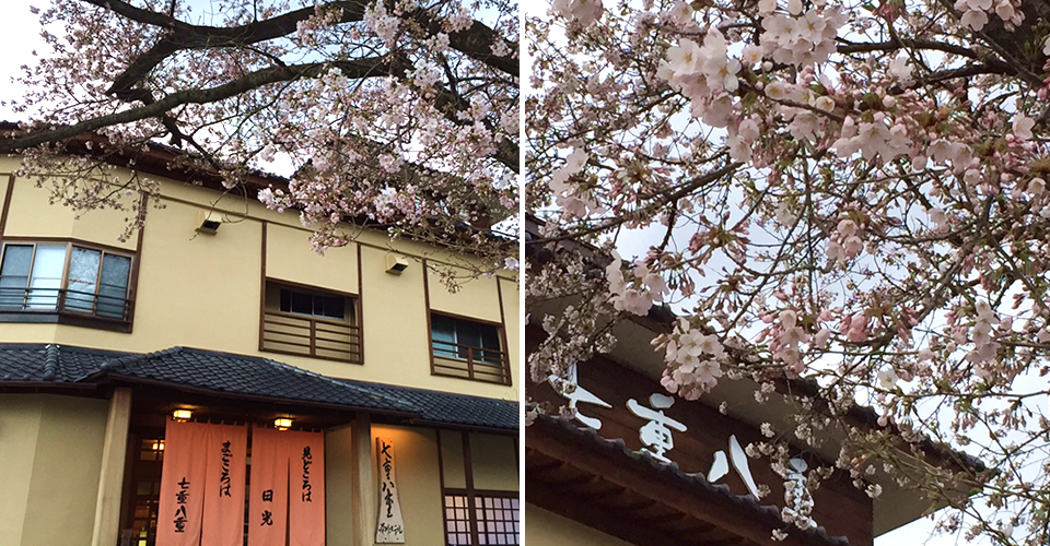 当旅館、七重八重の前にある桜は三分咲きとなっております。